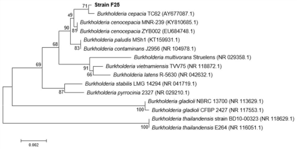 A kind of microbial quorum sensing signal quenching bacteria and its application as bio-control bacteria