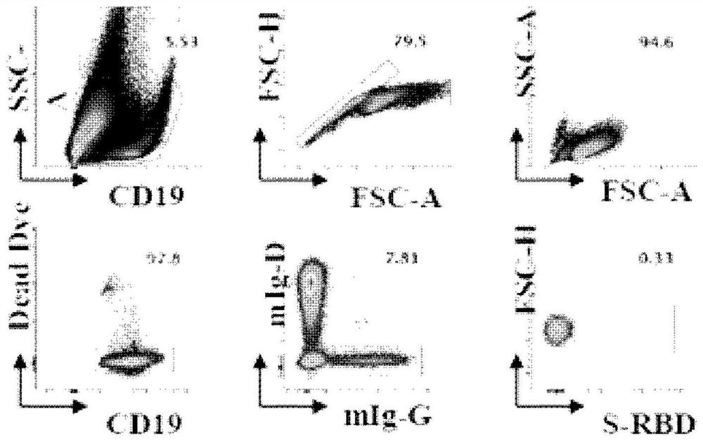 New coronavirus RBD specific monoclonal antibody and application