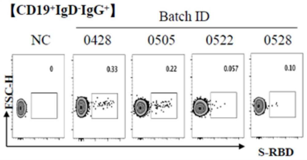 New coronavirus RBD specific monoclonal antibody and application