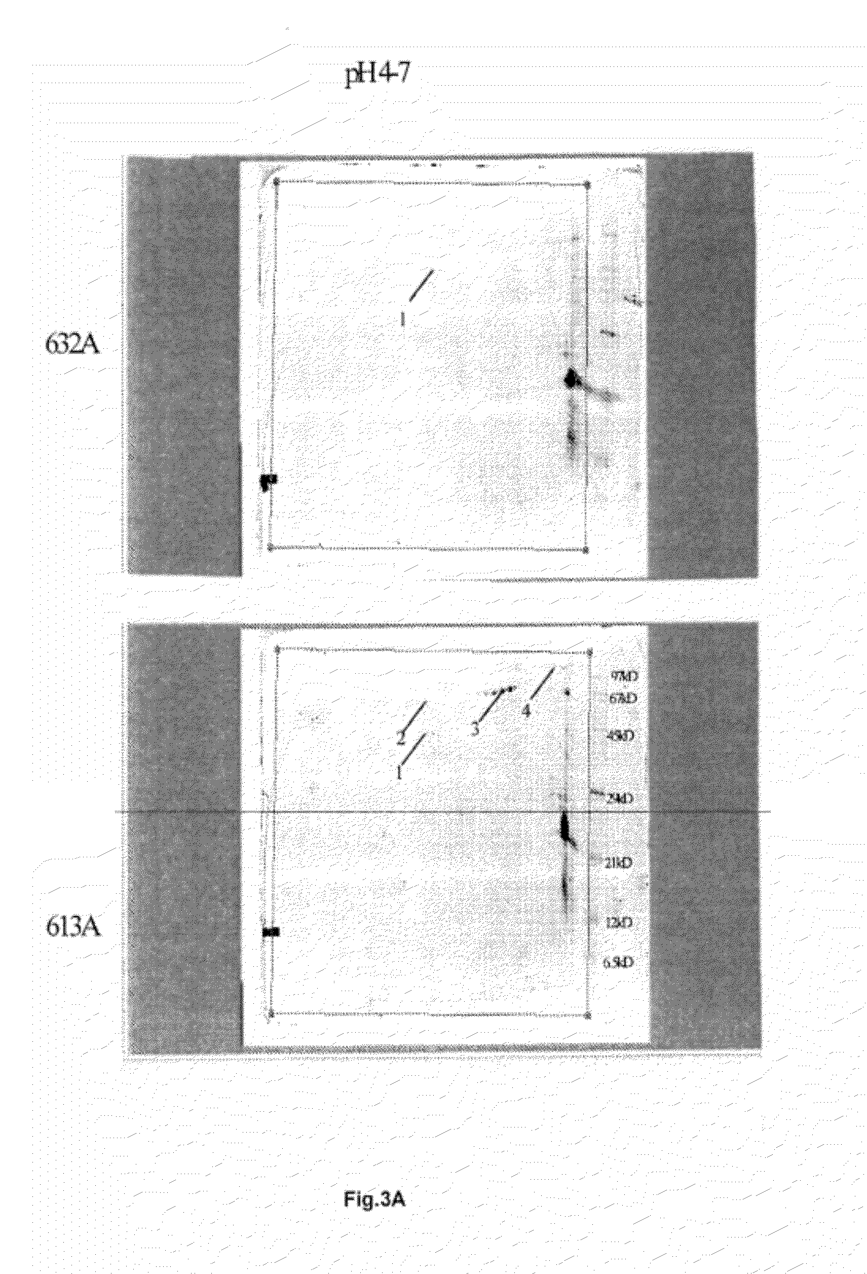 Purified emd protein composition