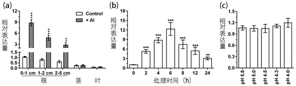 Aluminum-resistant related gene GmNAC069 and encoding protein and application thereof