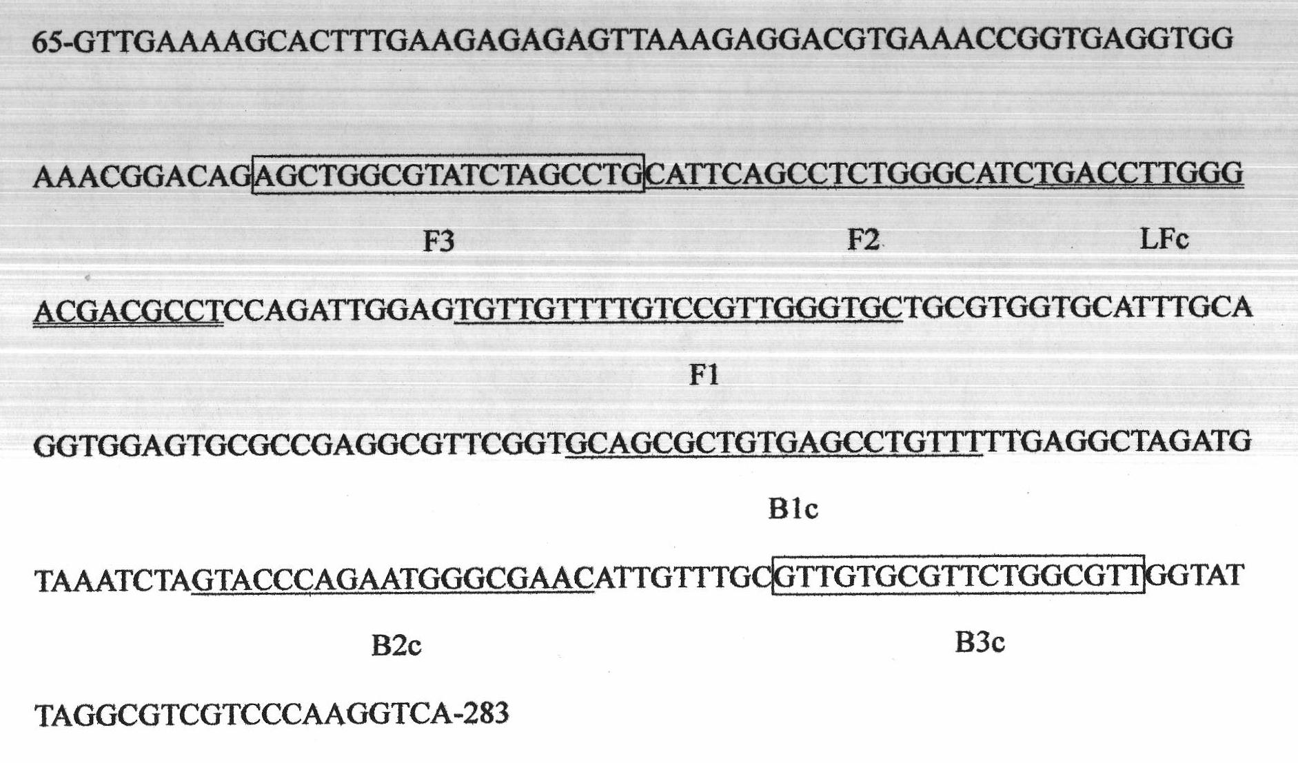 Loop-mediated isothermal amplification (LAMP) detection method for specificity of radopholus similis and application thereof