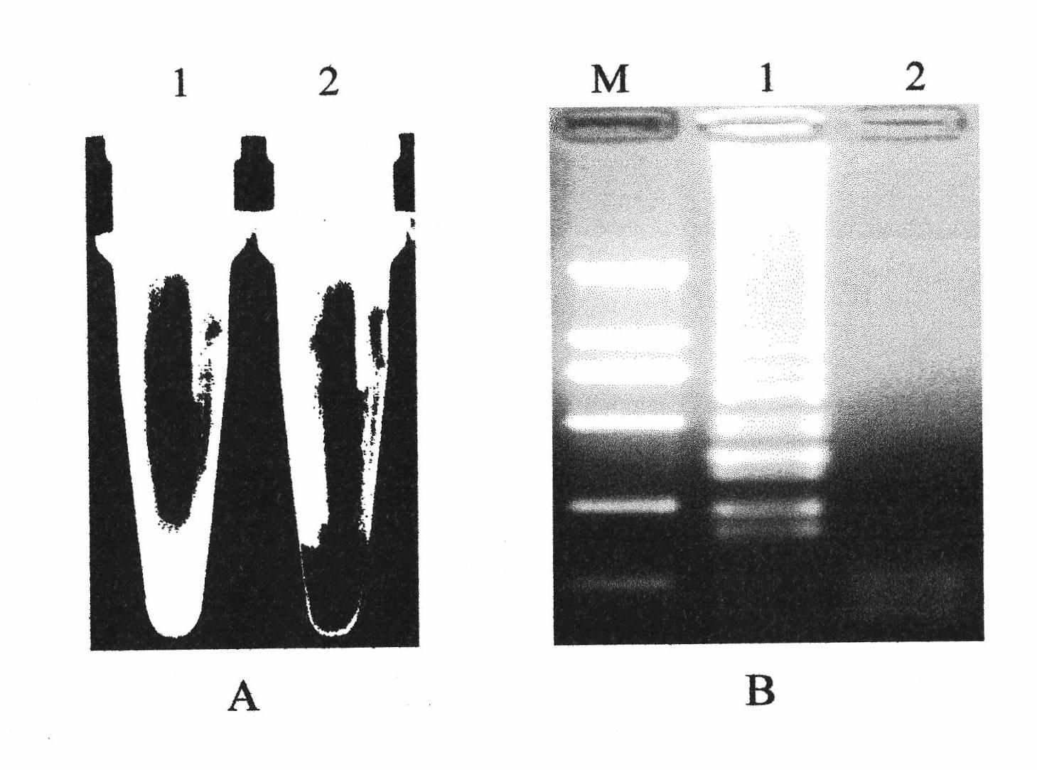 Loop-mediated isothermal amplification (LAMP) detection method for specificity of radopholus similis and application thereof