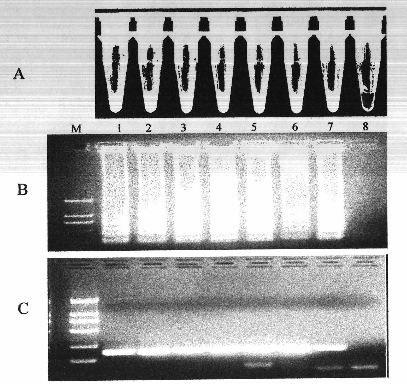 Loop-mediated isothermal amplification (LAMP) detection method for specificity of radopholus similis and application thereof