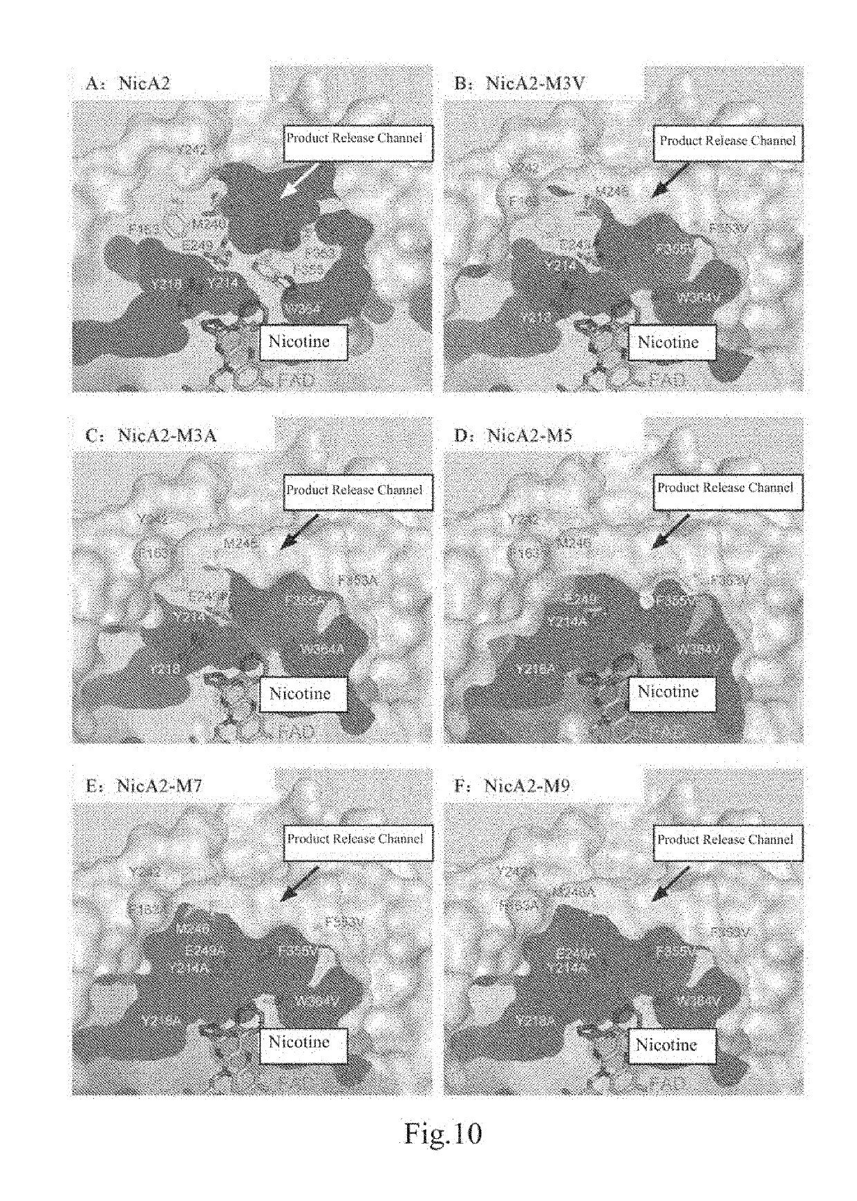 Enzyme and application thereof