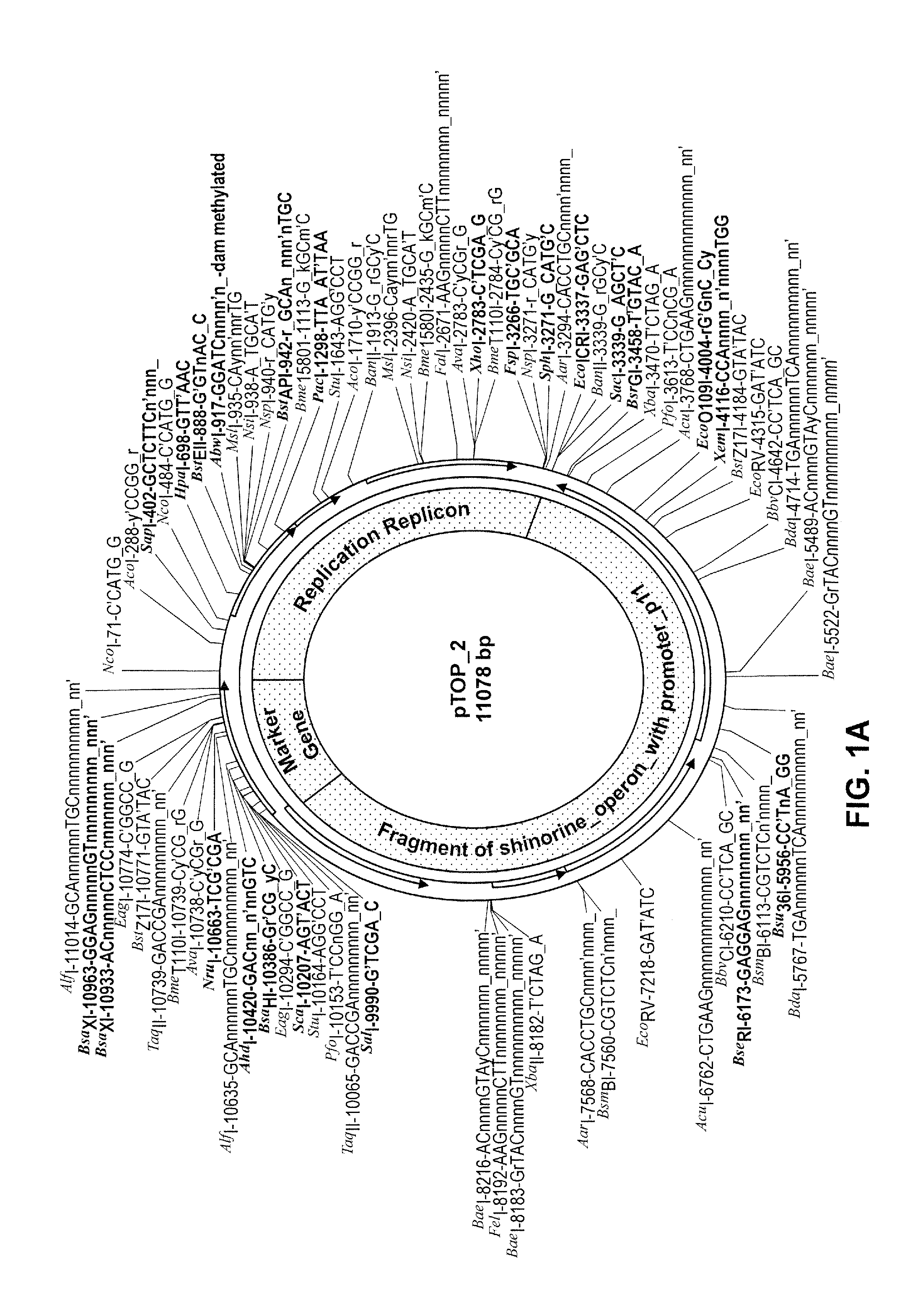 Topical composition comprising transformed bacteria expressing a compound of interest