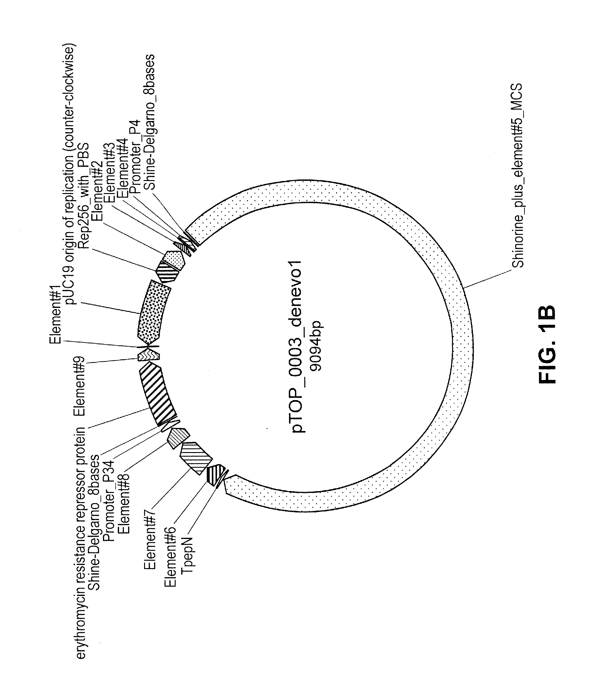 Topical composition comprising transformed bacteria expressing a compound of interest