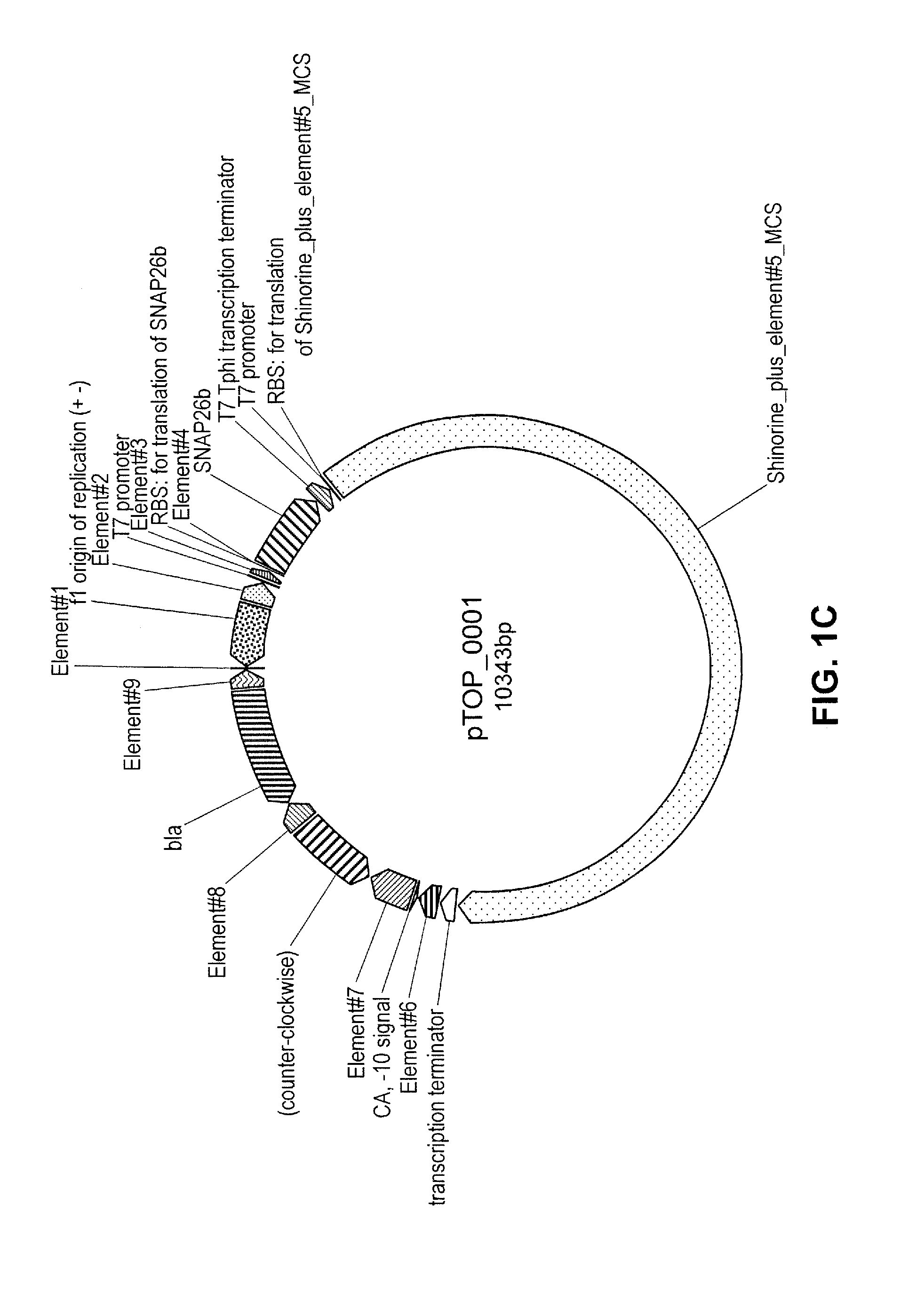 Topical composition comprising transformed bacteria expressing a compound of interest