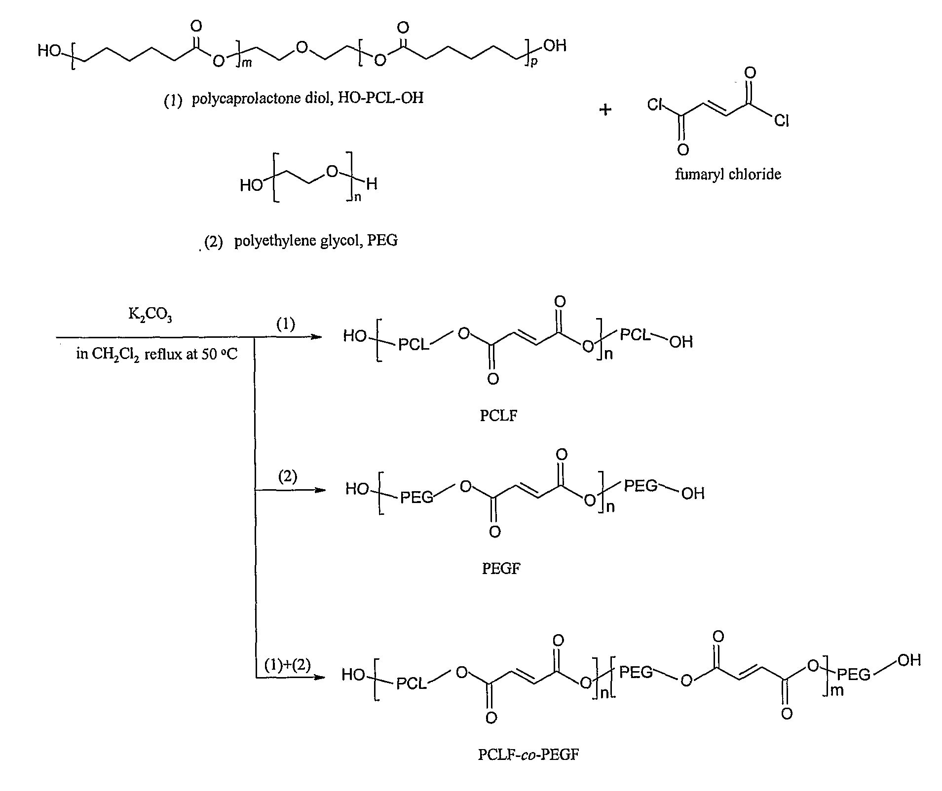 Hydrophilic/Hydrophobic Polymer Networks Based on Poly(Caprolactone Fumarate), Poly(Ethylene Glycol Fumarate), and Copolymers Thereof