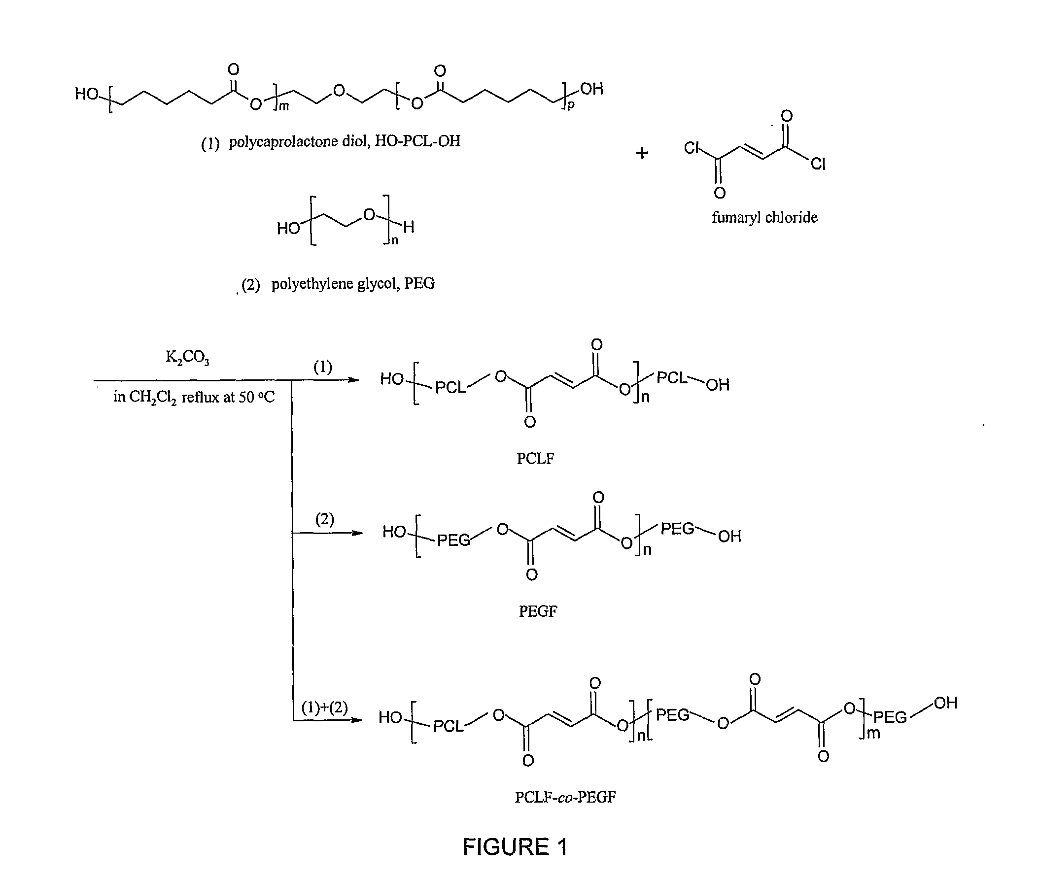 Hydrophilic/Hydrophobic Polymer Networks Based on Poly(Caprolactone Fumarate), Poly(Ethylene Glycol Fumarate), and Copolymers Thereof