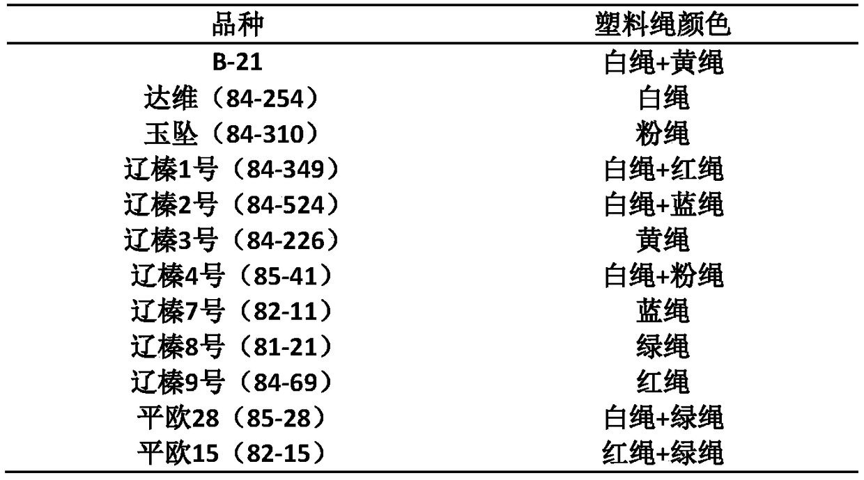 Method for slant planting layering seedling culture of hazel producing large nuts