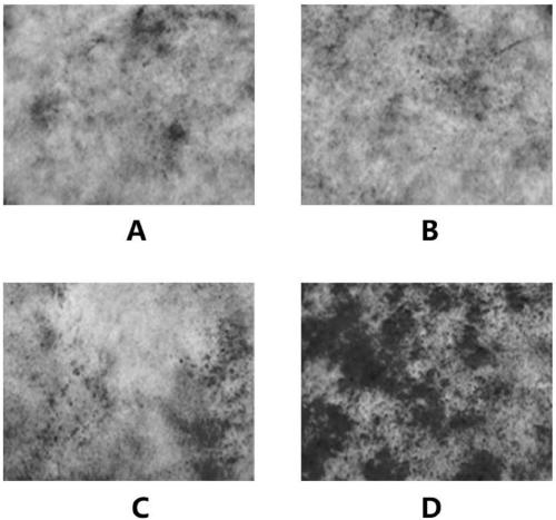 Method for promoting proliferation of human mesenchymal stem cells