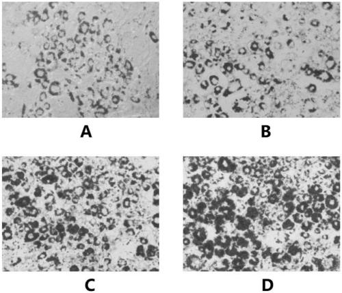 Method for promoting proliferation of human mesenchymal stem cells