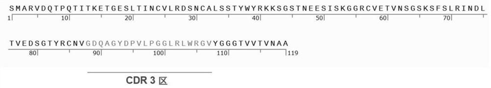 A kind of specific dectin-1 nanobody and its preparation method and application