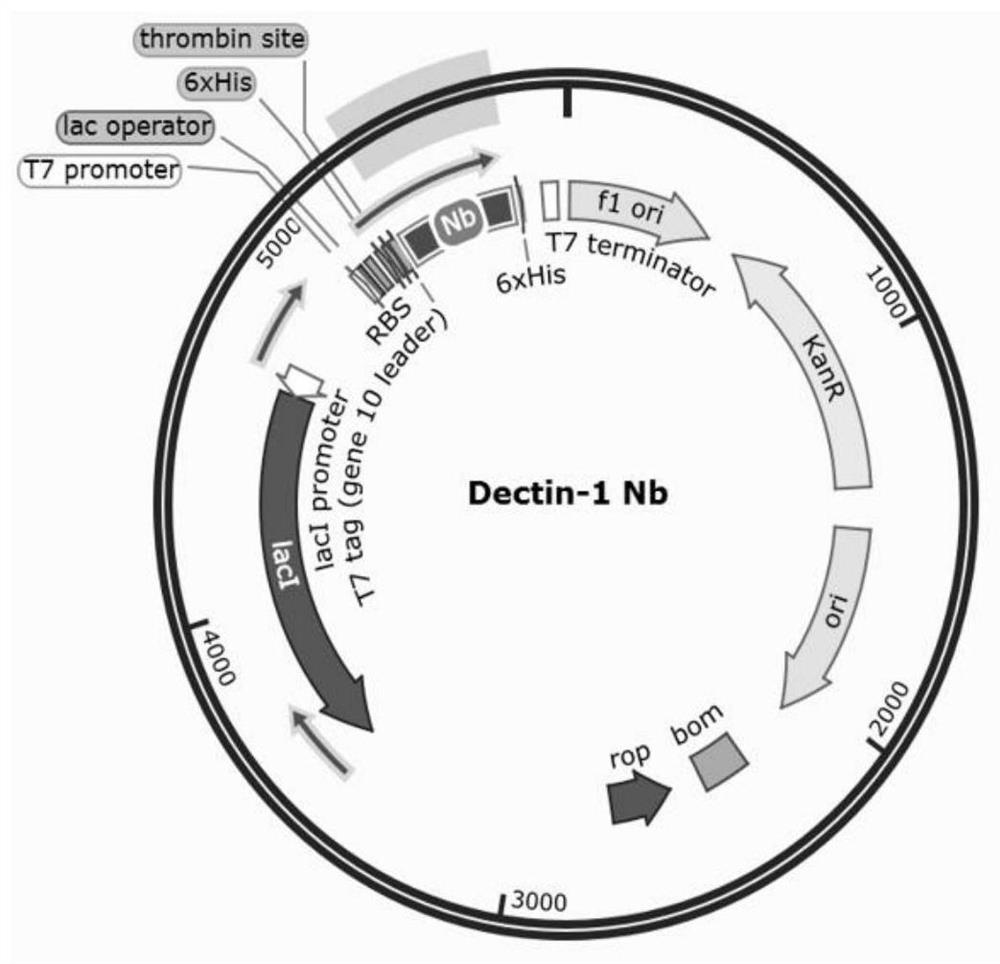 A kind of specific dectin-1 nanobody and its preparation method and application