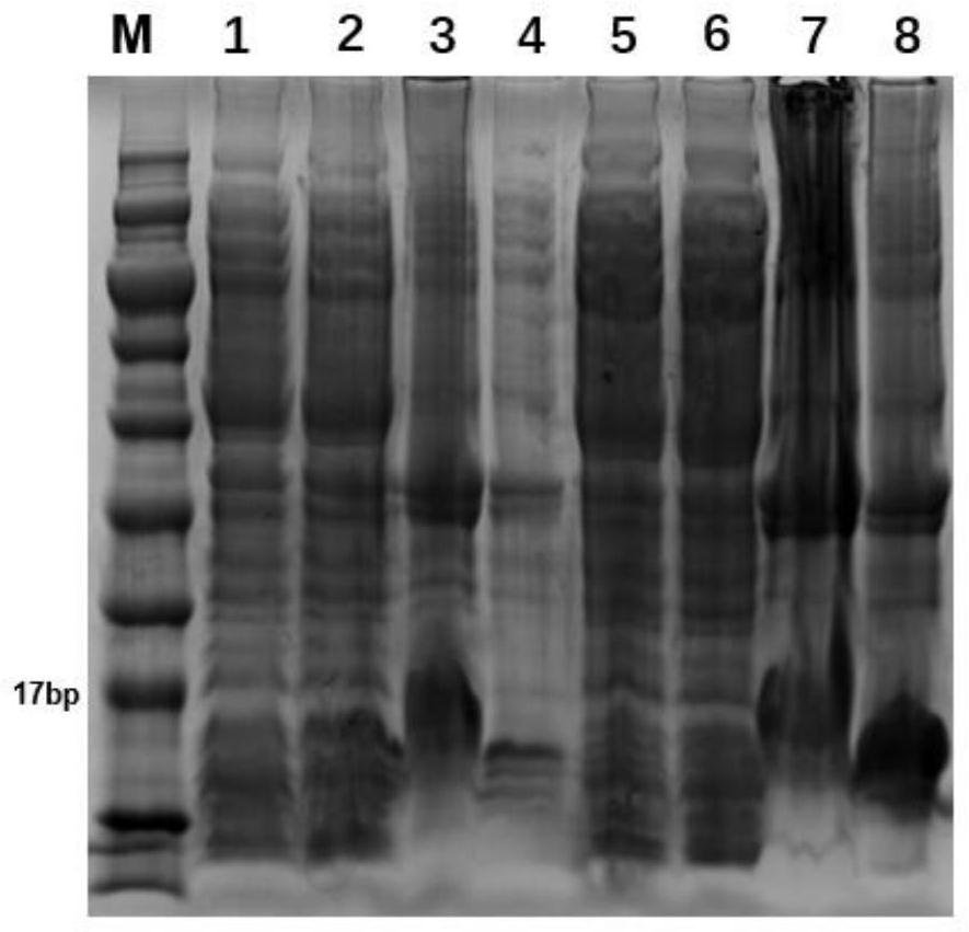 A kind of specific dectin-1 nanobody and its preparation method and application