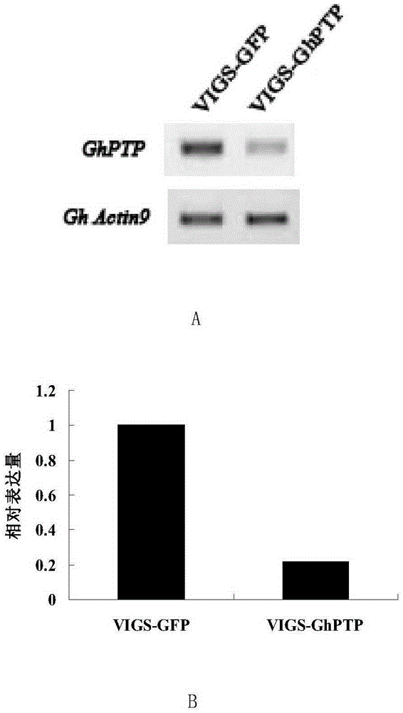 Cotton protein tyrosine phosphatase GhPTP1 as well as encoding gene and application thereof