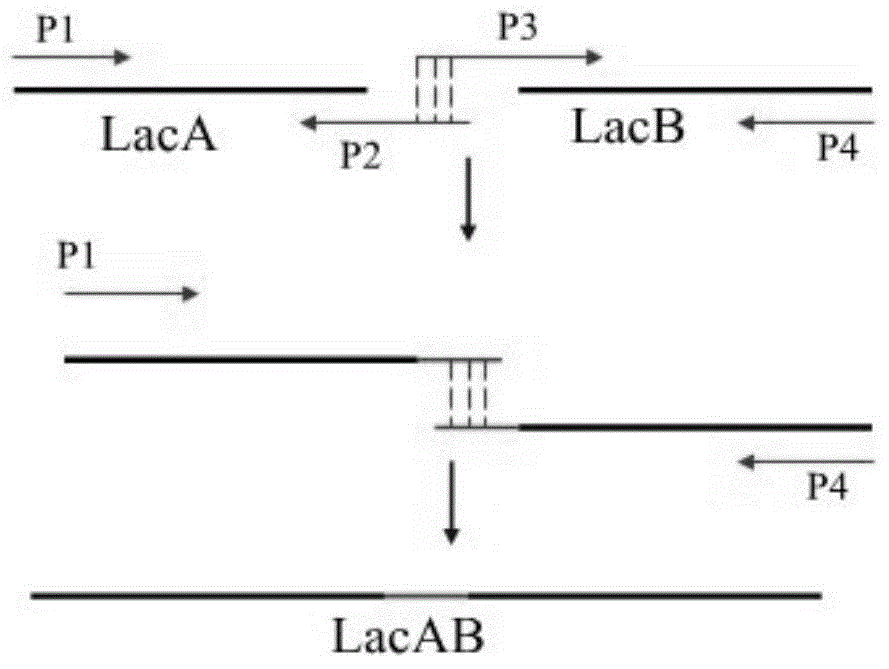 Recombinant bacteriocin and preparation method and application thereof