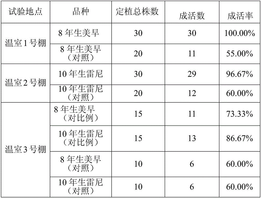 Method for improving transplanting survival rate of greenhouse sweet cherry big trees