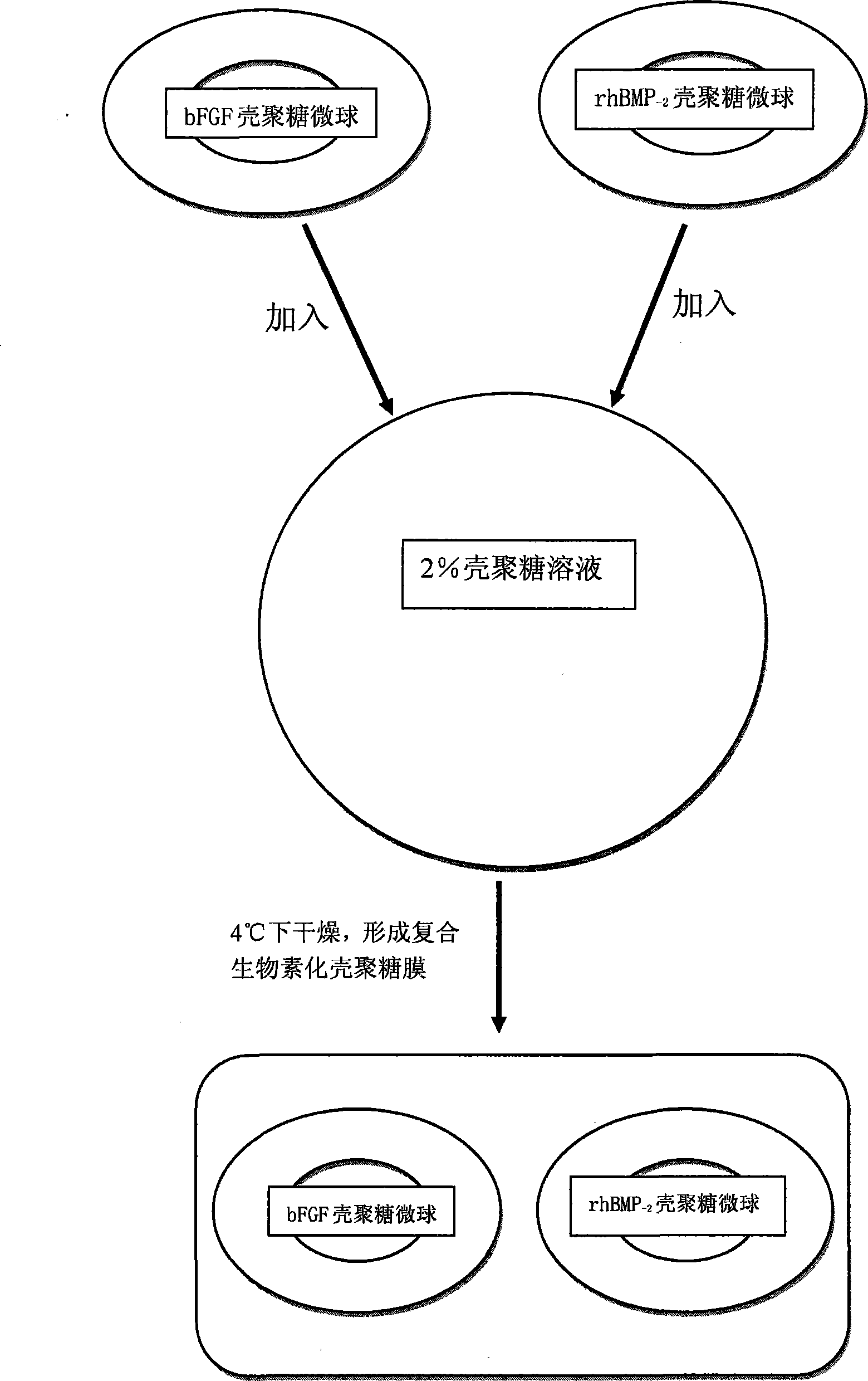 Method for preparing compound biotin chitosan film and application of the same in reactivation of periodontium