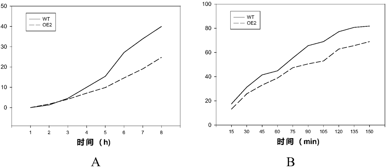 PpCER1-2 gene, vector and application of PpCER1-2 gene in improvement of drought resistance of gramineous plants