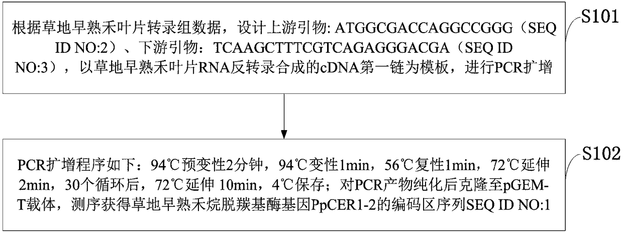 PpCER1-2 gene, vector and application of PpCER1-2 gene in improvement of drought resistance of gramineous plants