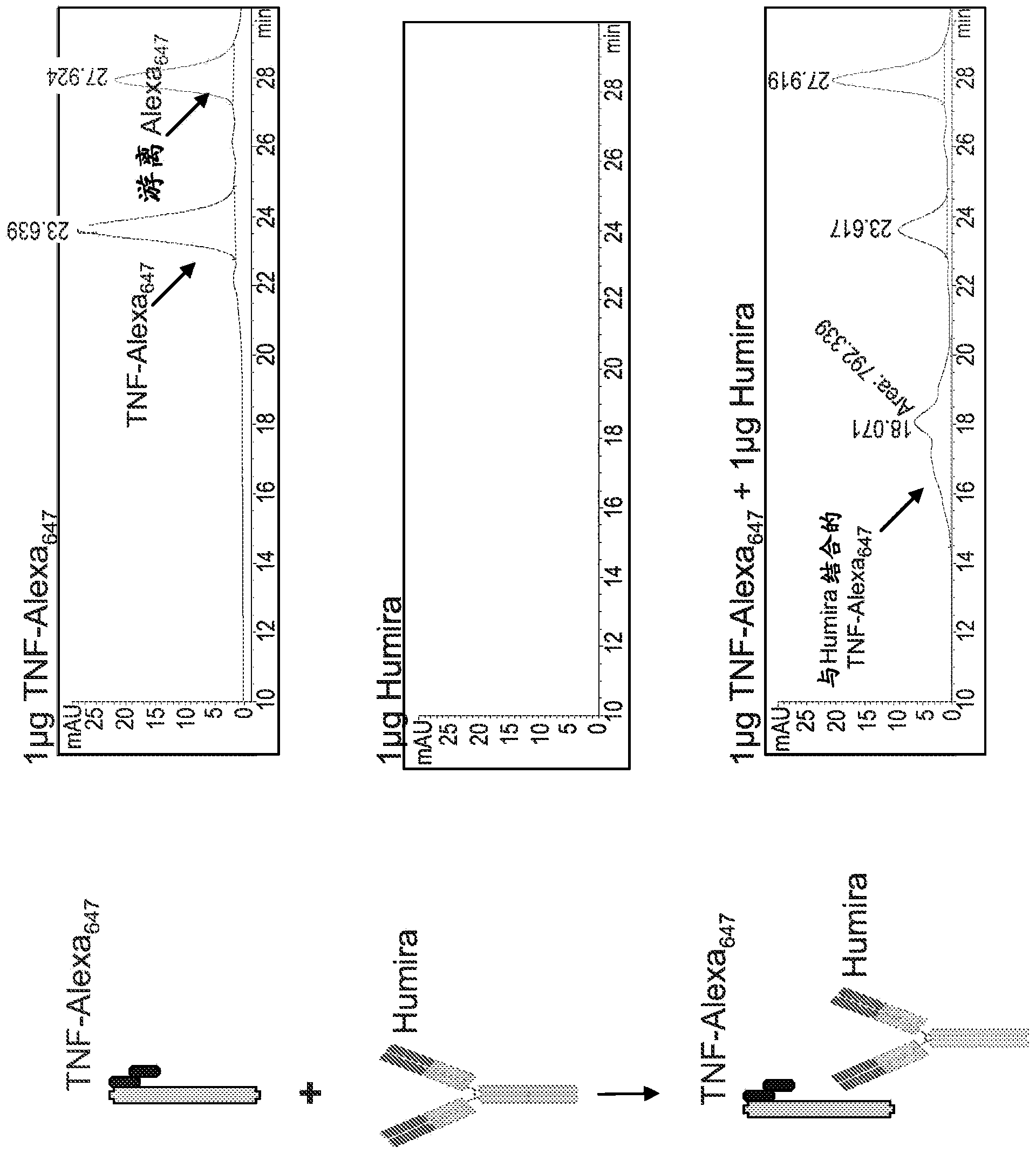 Assays for detecting autoantibodies to anti-TNF alpha drugs