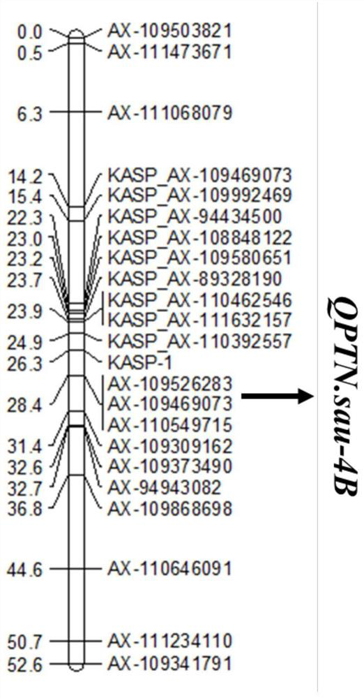 SNP Molecular Marker Linked to Wheat Effective Tiller Number QTL and Its Application