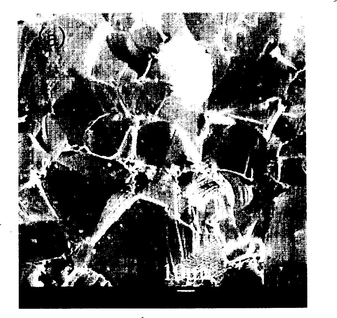 Method for preparing rolling anisotropic magnetic powder and magnet