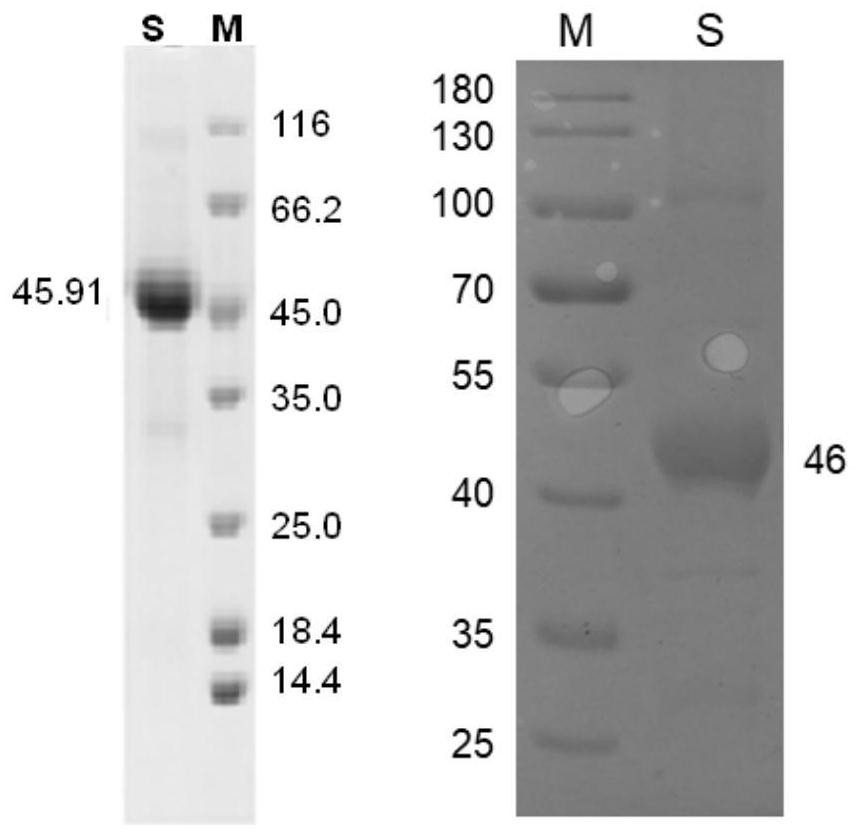 Keratin BD-1, preparation method, pharmaceutical composition and application thereof