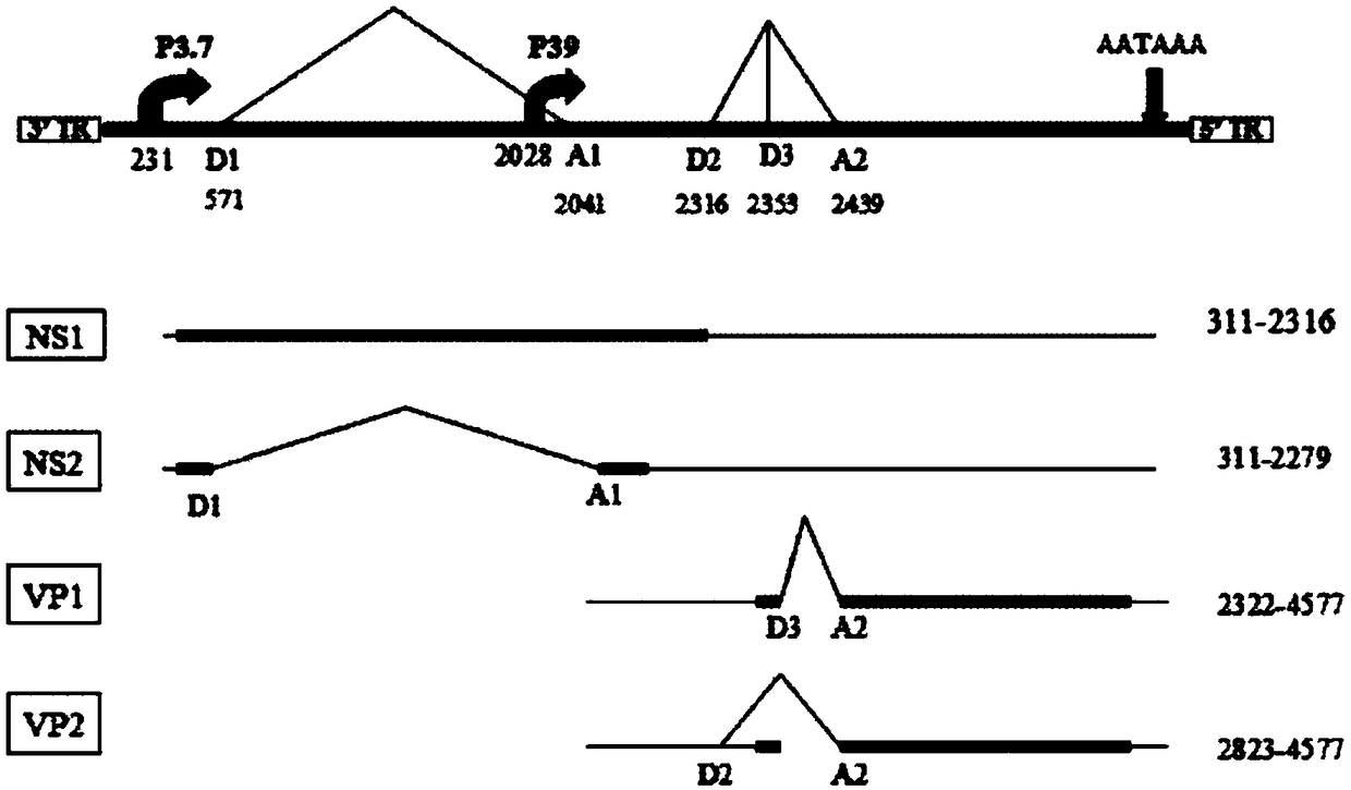 Full-length infectious DNA (deoxyribonucleic acid) clone of porcine parvoviruses, method for constructing full-length infectious DNA and application thereof