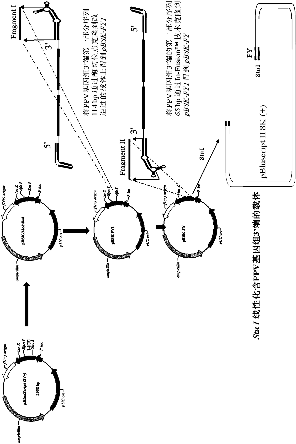 Full-length infectious DNA (deoxyribonucleic acid) clone of porcine parvoviruses, method for constructing full-length infectious DNA and application thereof