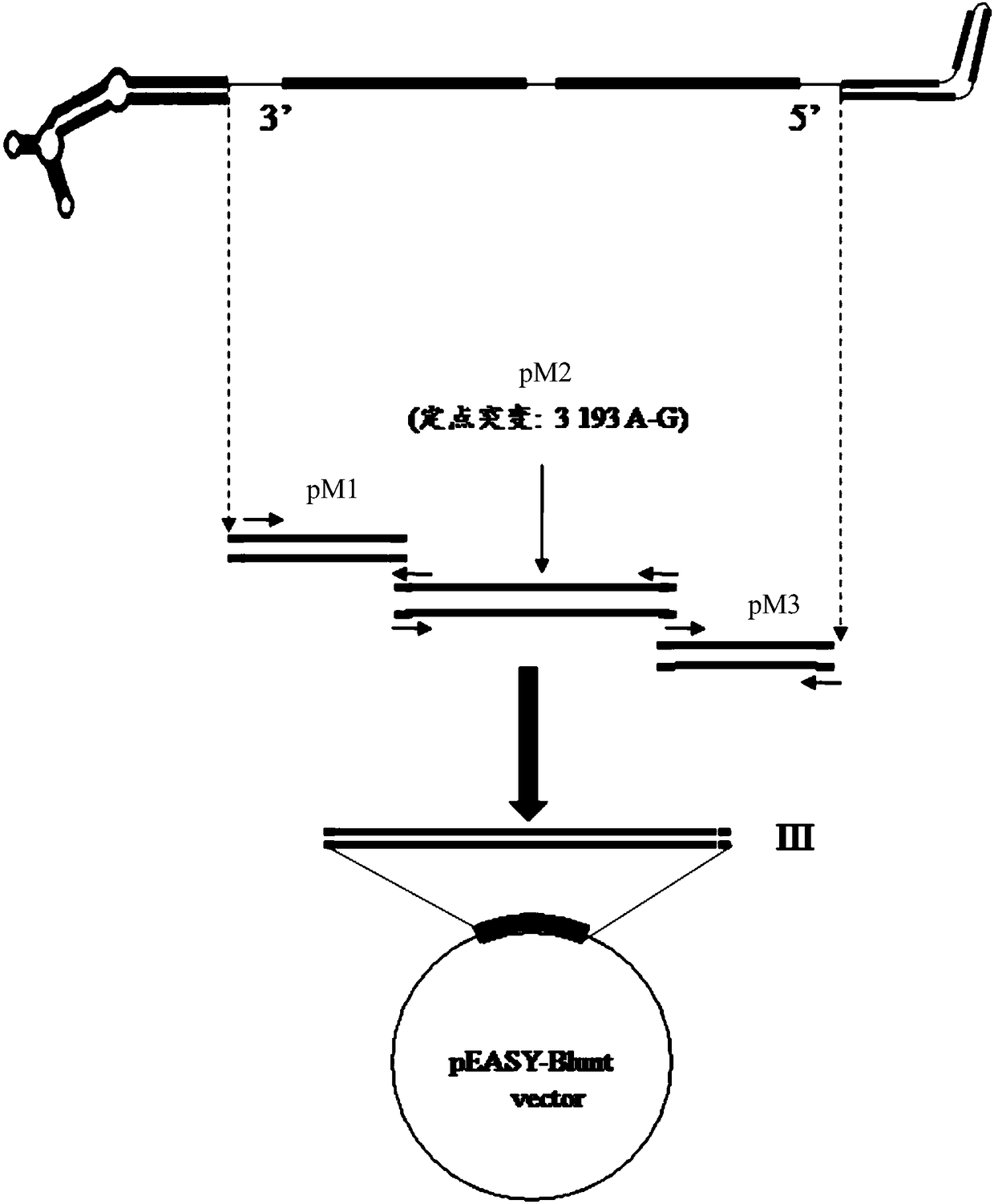 Full-length infectious DNA (deoxyribonucleic acid) clone of porcine parvoviruses, method for constructing full-length infectious DNA and application thereof