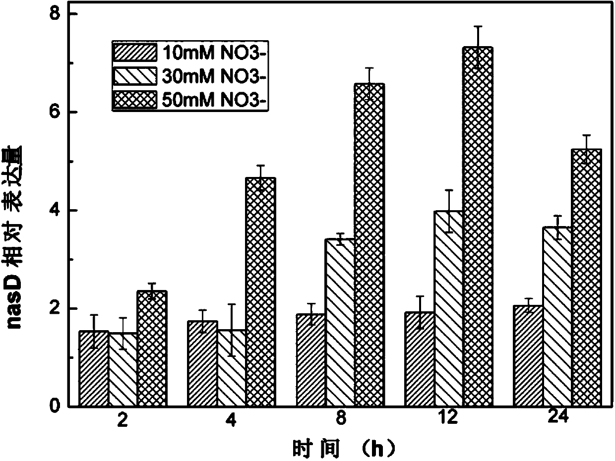 Assimilation nitrate reductase gene and assimilation nitrite reductase gene both extracted from bacillus megaterium as well as applications of assimilation nitrate reductase gene and assimilation nitrite reductase gene