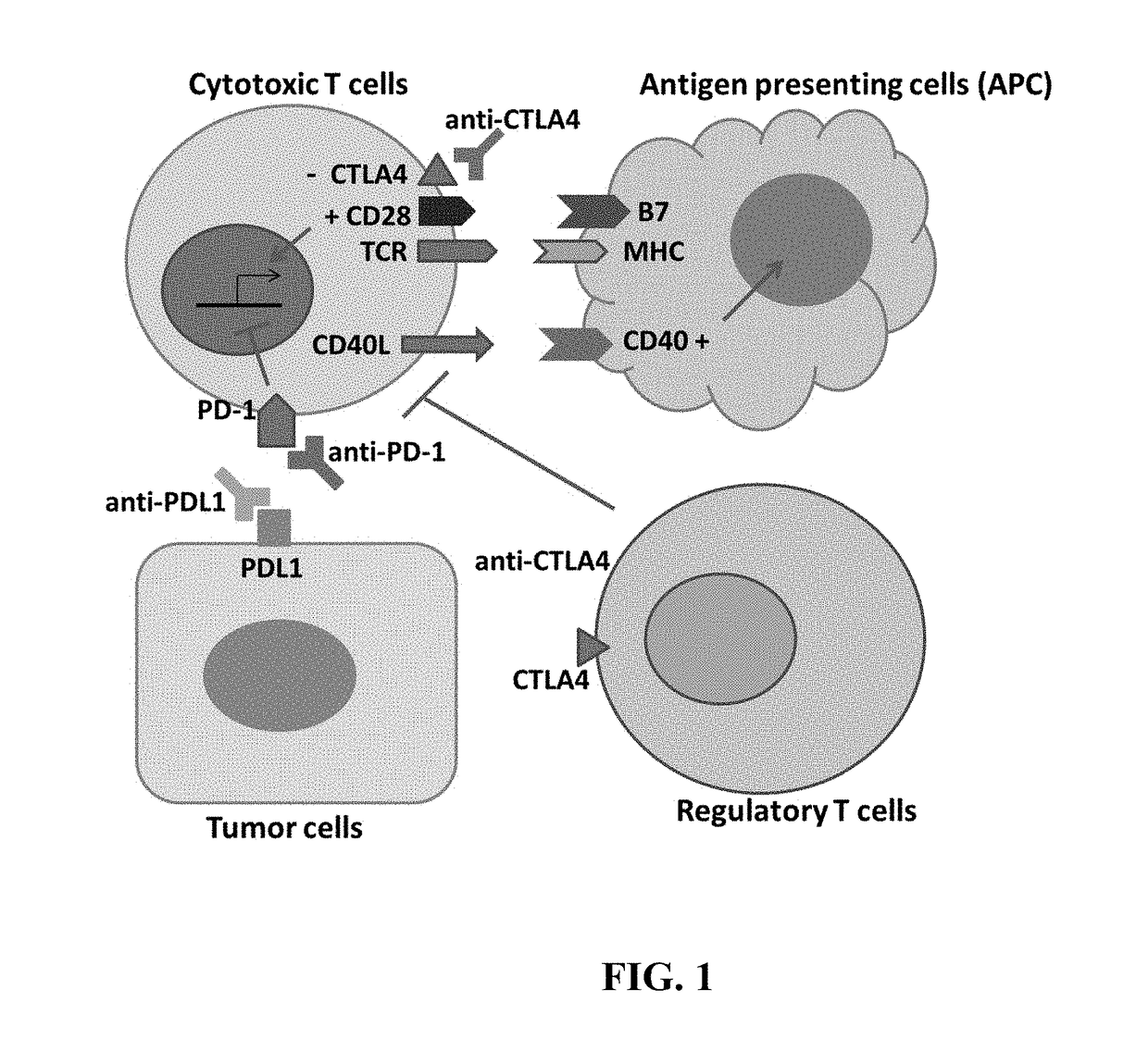 Compositions and methods for immune-mediated cancer therapy