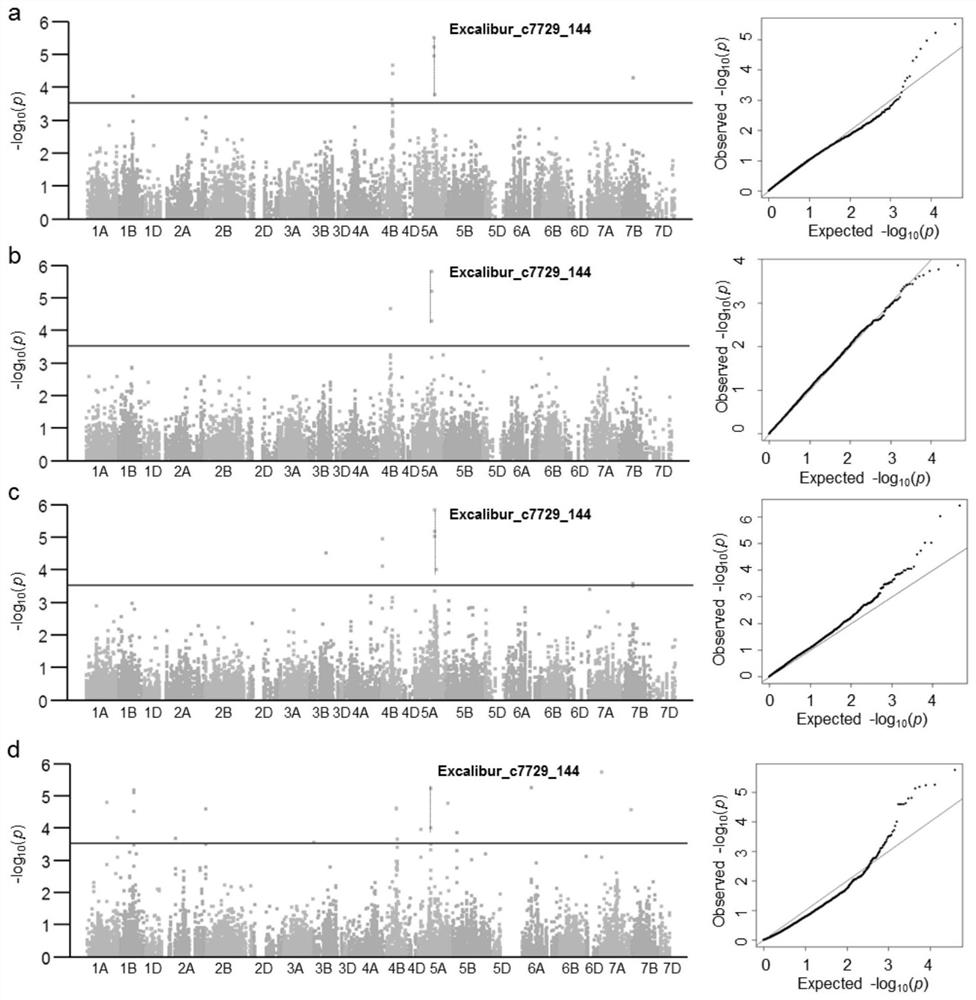 KASP Molecular Marker and Its Application of the Main Qtl for Spikelet Fruity at the Top of Wheat Spike