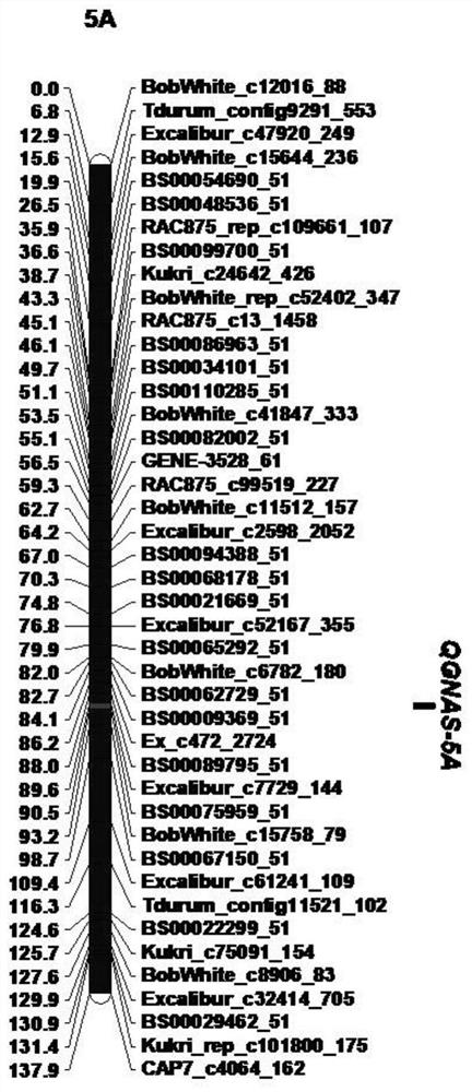 KASP Molecular Marker and Its Application of the Main Qtl for Spikelet Fruity at the Top of Wheat Spike