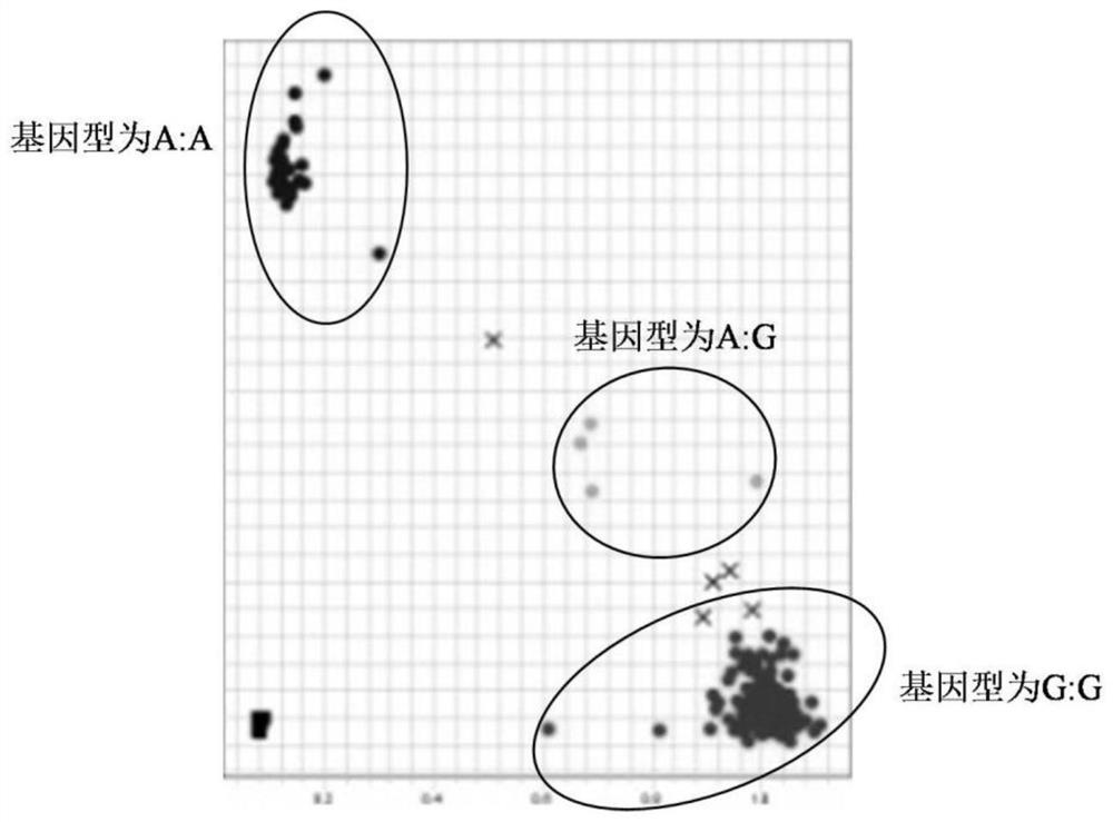 KASP Molecular Marker and Its Application of the Main Qtl for Spikelet Fruity at the Top of Wheat Spike