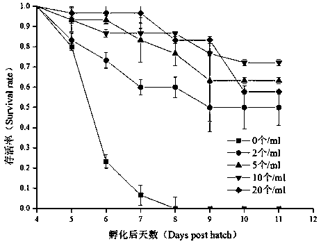 Bait feeding method for improving survival rate of loach fries