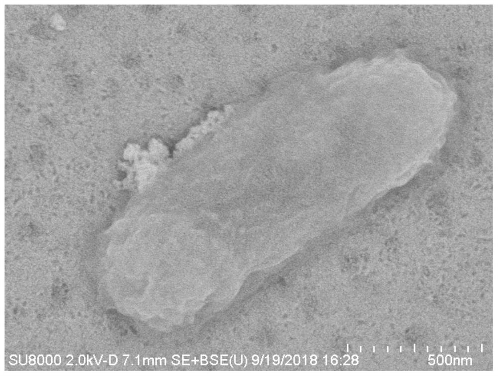 Highly active gellan gum oligosaccharide producing bacteria and its application