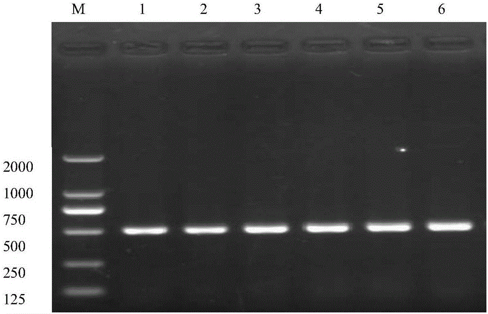 Pegylation modification of staphylokinase epitope and application