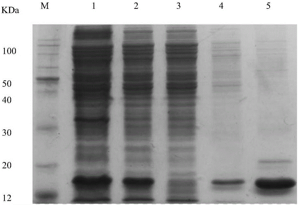 Pegylation modification of staphylokinase epitope and application