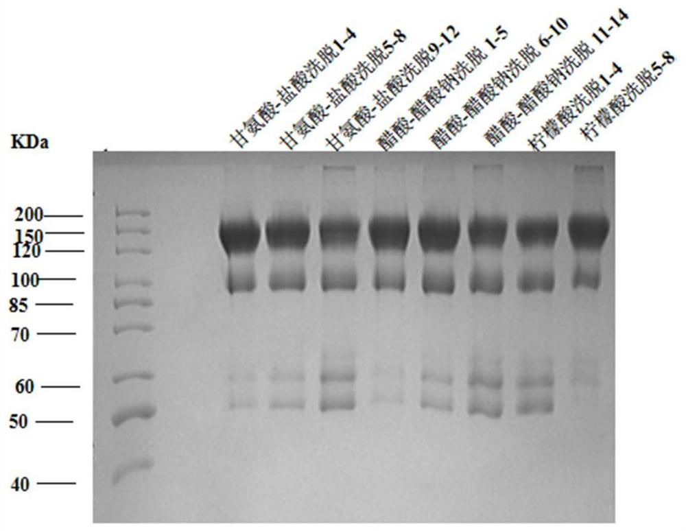 Recombinant subunit vaccine of novel coronavirus South African mutant strain and application of recombinant subunit vaccine