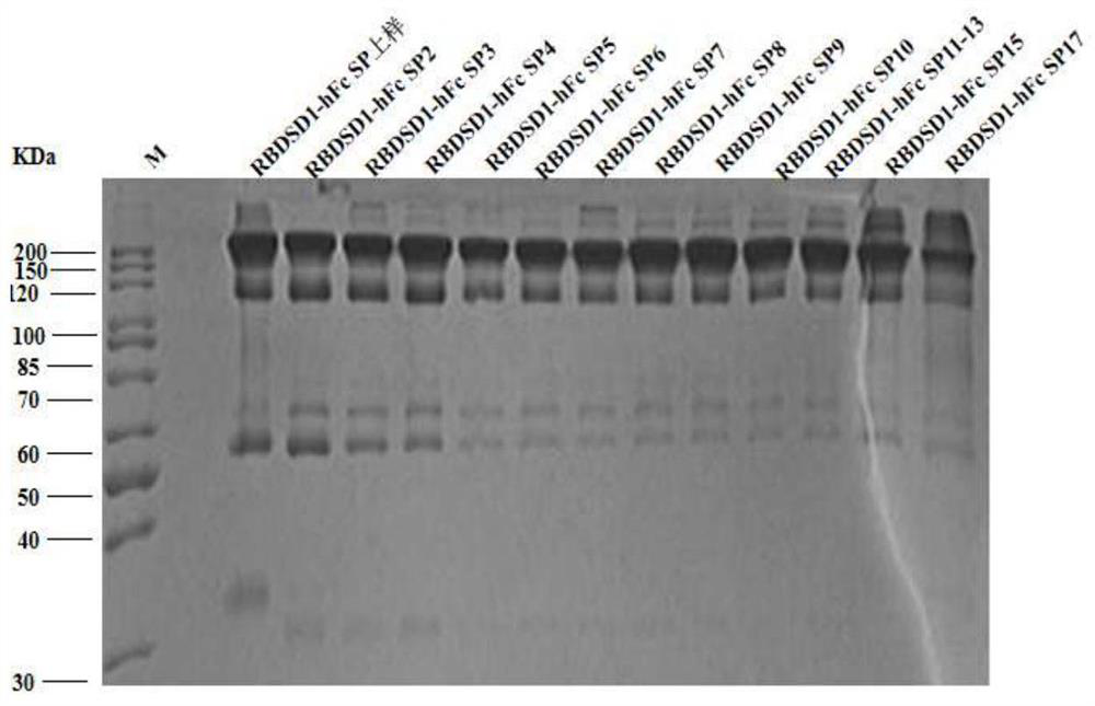 Recombinant subunit vaccine of novel coronavirus South African mutant strain and application of recombinant subunit vaccine