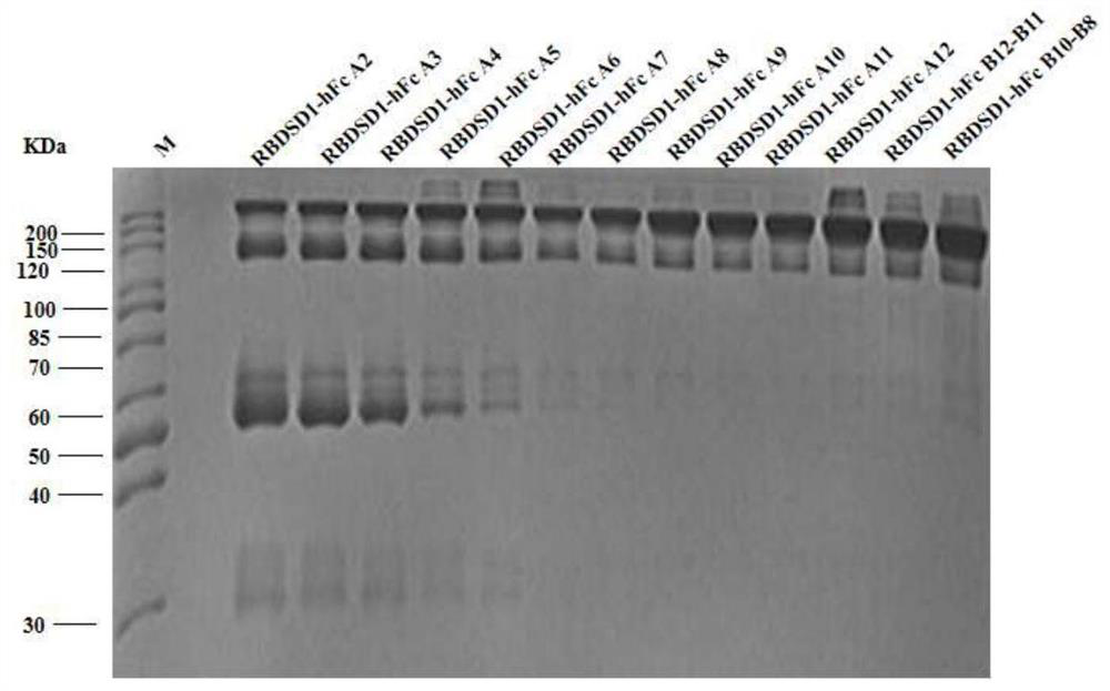 Recombinant subunit vaccine of novel coronavirus South African mutant strain and application of recombinant subunit vaccine