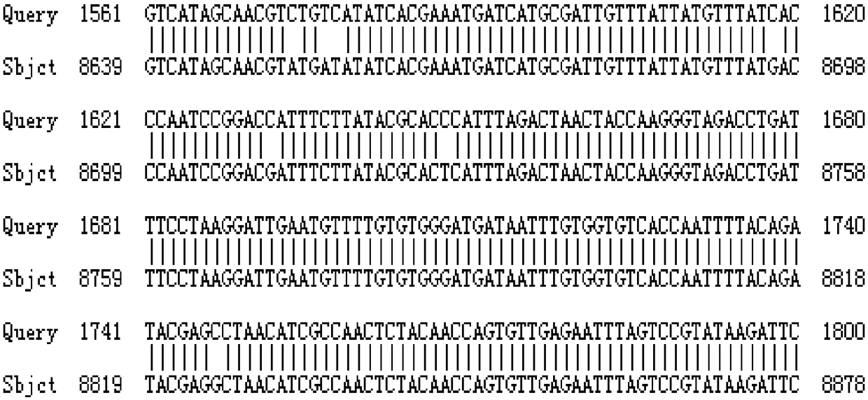 Canine distemper genetic engineering subunit vaccine