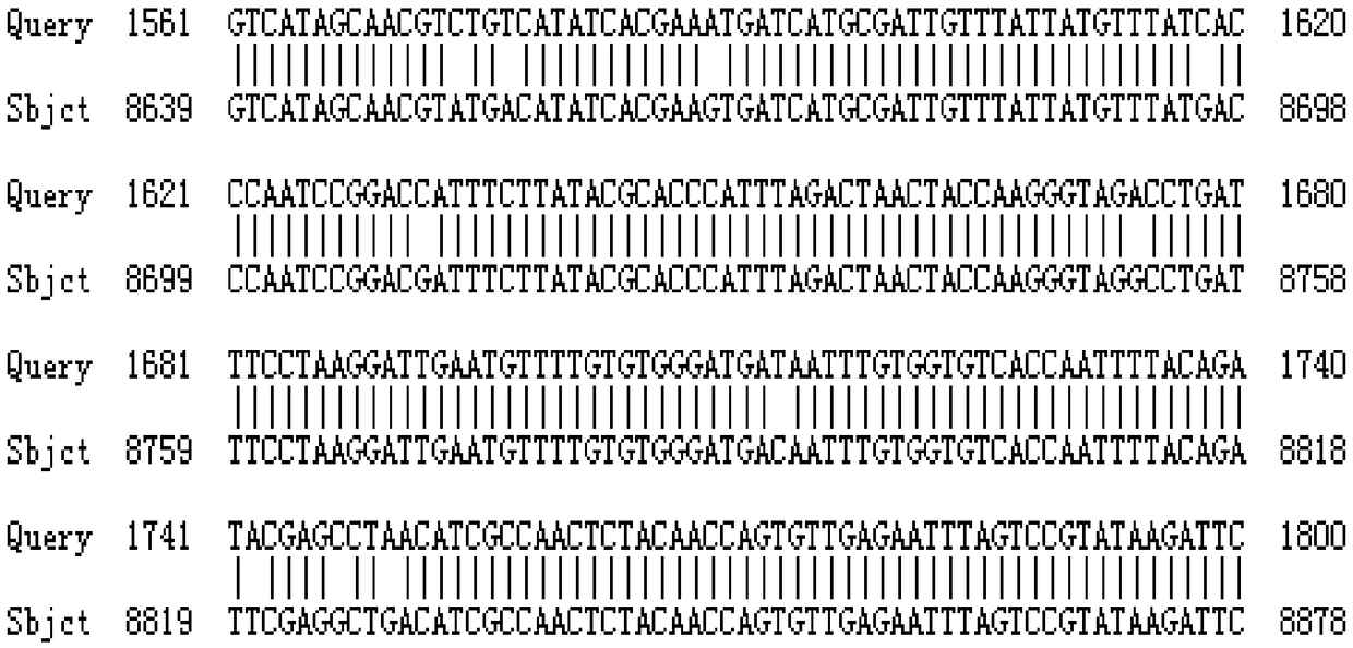 Canine distemper genetic engineering subunit vaccine