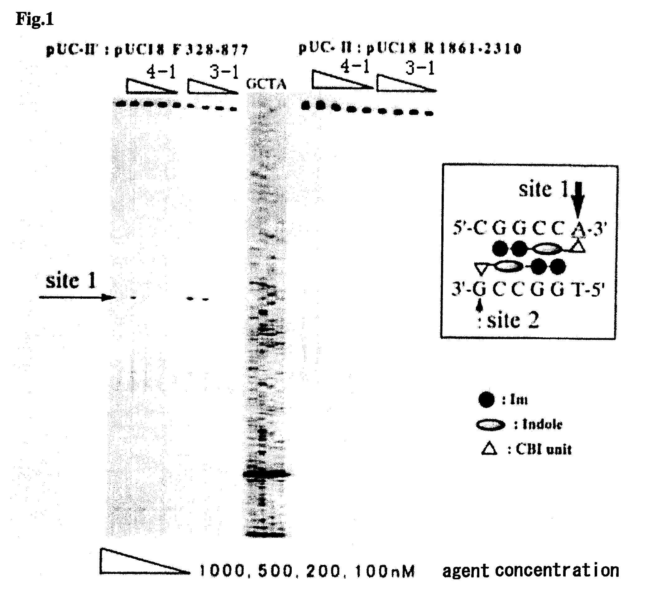 Novel indole derivative for alkylating specific base sequence of dna and alkylating agent and drug containing the derivative