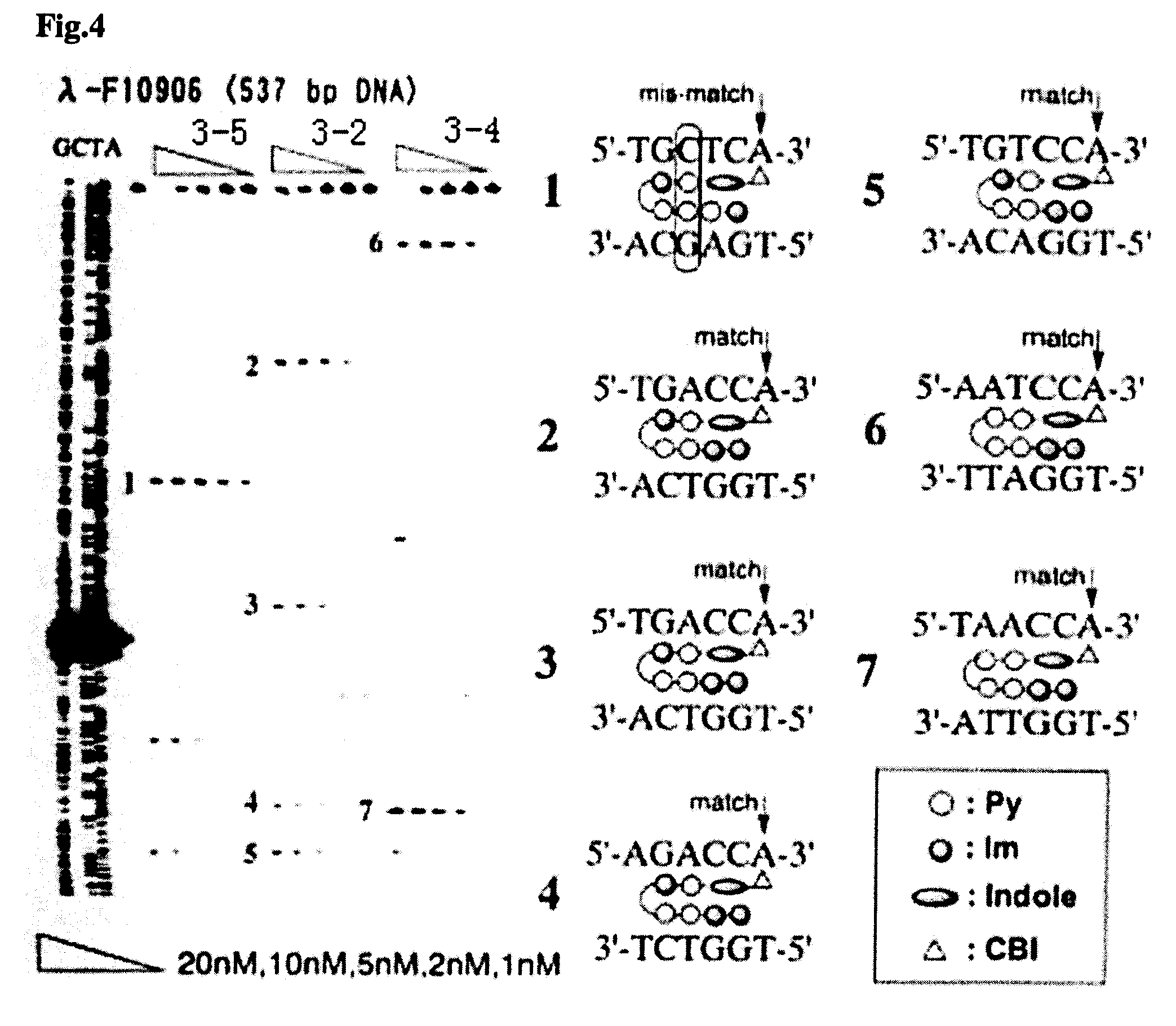 Novel indole derivative for alkylating specific base sequence of dna and alkylating agent and drug containing the derivative