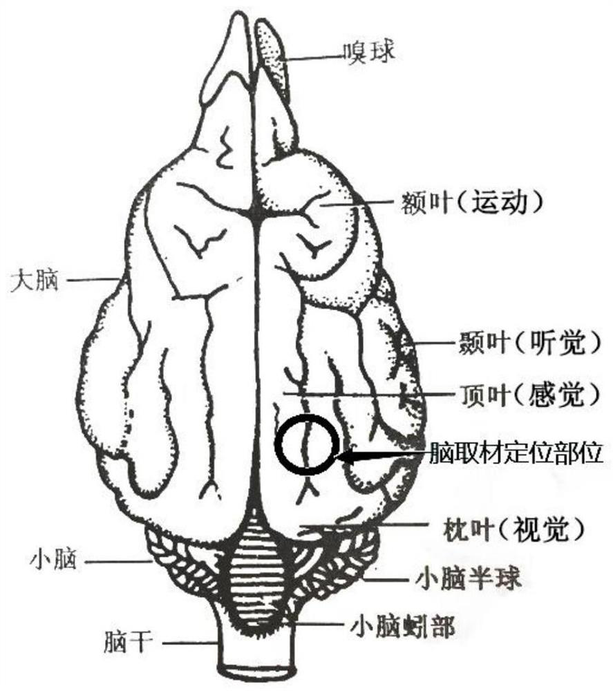 Method for constructing canine cerebral hemorrhage model